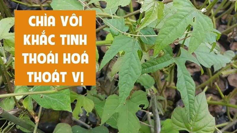 Cây chìa vôi có tác dụng chữa thoát vị đĩa đệm được nhiều người biết đến