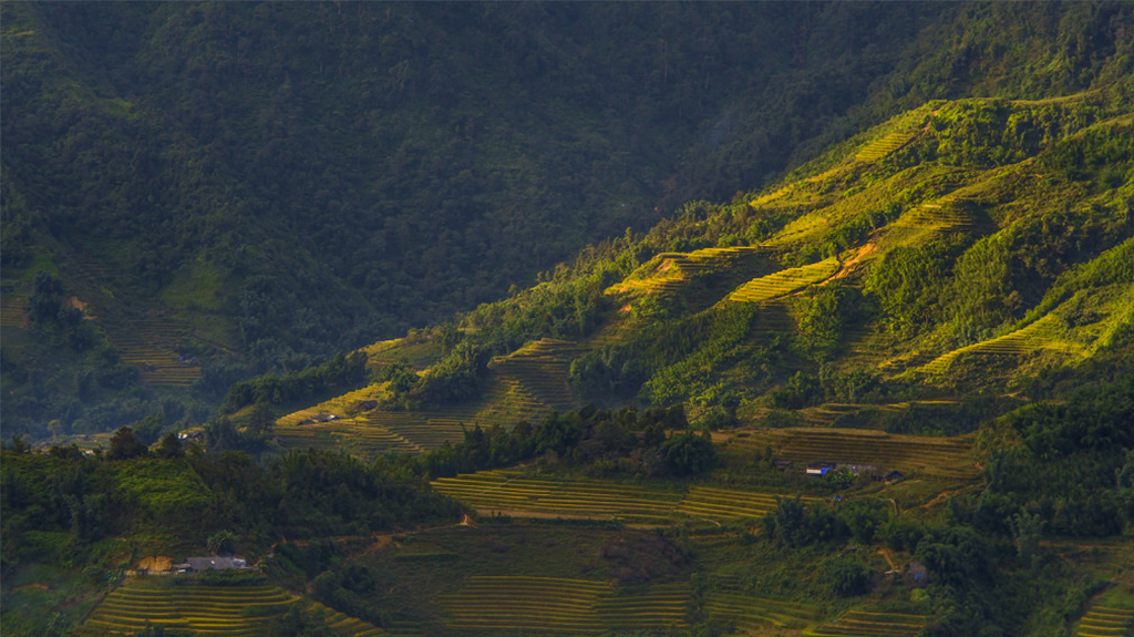 Mẹo Bỏ Túi Cho Người Săn Lúa Chín Tây Bắc - Sapa