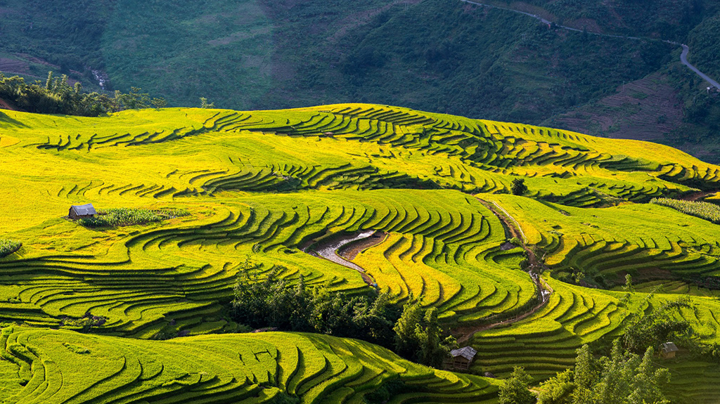 Mẹo Bỏ Túi Cho Người Săn Lúa Chín Tây Bắc - Y Tý