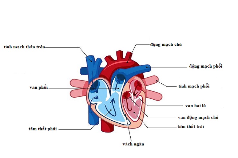 Hình ảnh mô phỏng vị trí của tâm thất