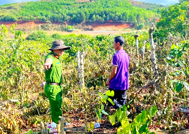 Vụ triệt hạ cả trăm cây hồ tiêu, cà phê: Gã anh rể khai do ghen tuông với em họ của vợ- Ảnh 1.