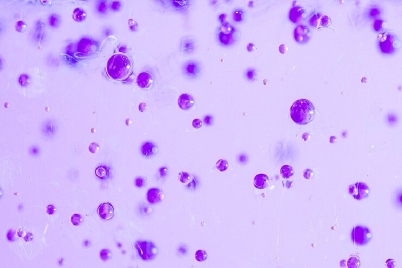 Sự xâm nhập của vi khuẩn Staphylococcus aureus có thể gây viêm nội tâm mạc nhiễm khuẩn